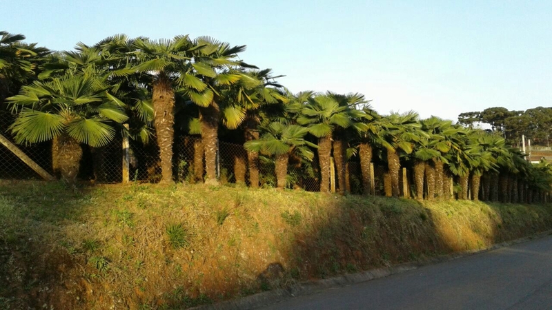 Palmeira Trachycarpus